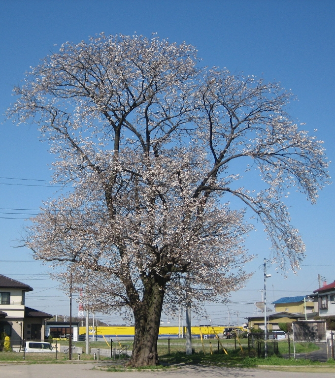 Asakayama sakura